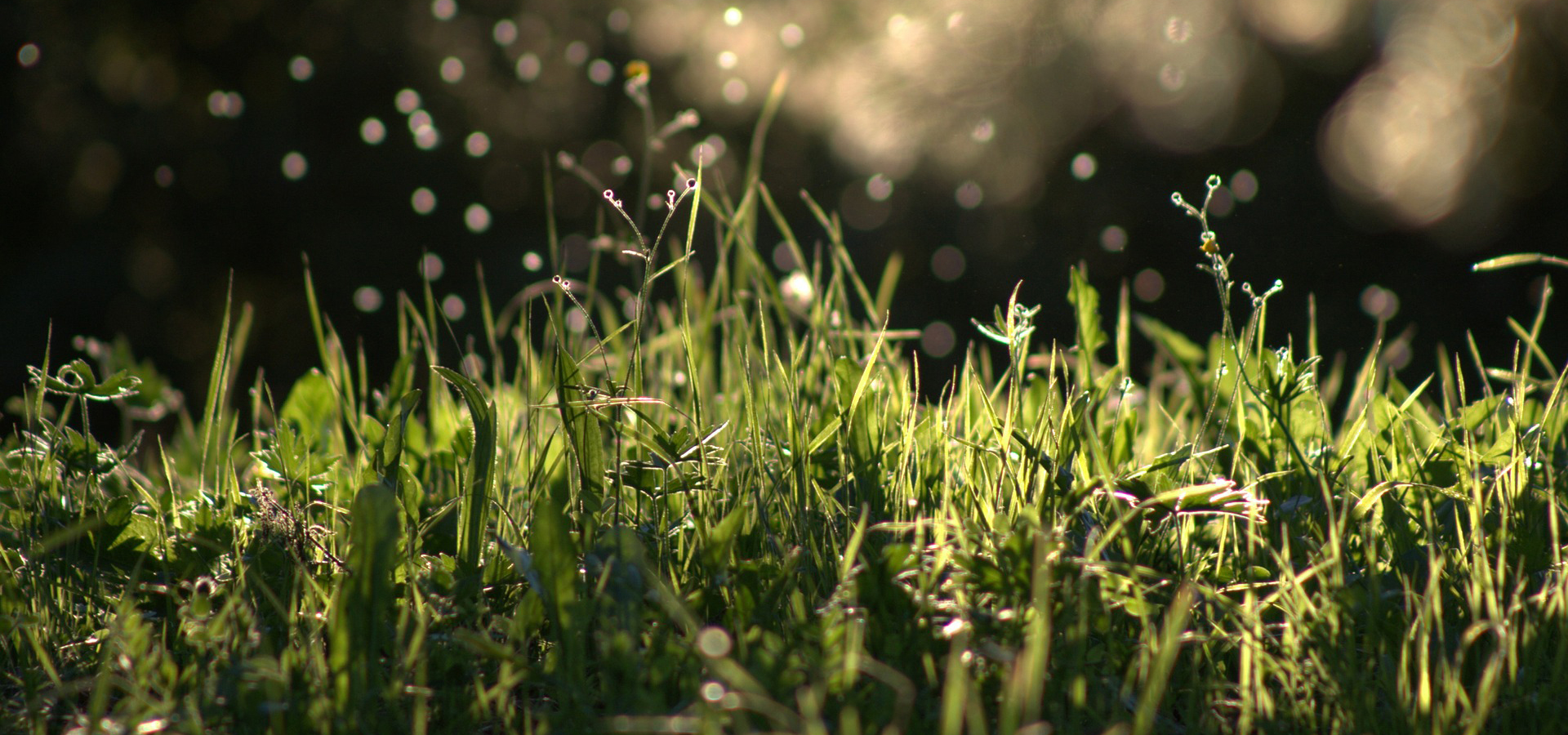 Natural Soil Conditioner