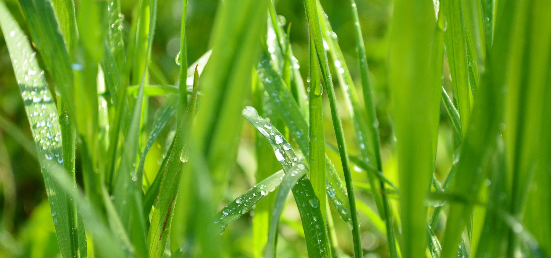 Value Added Soil Conditioner