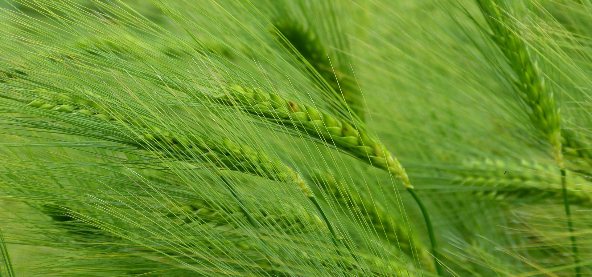 Unique CMS Conditioner