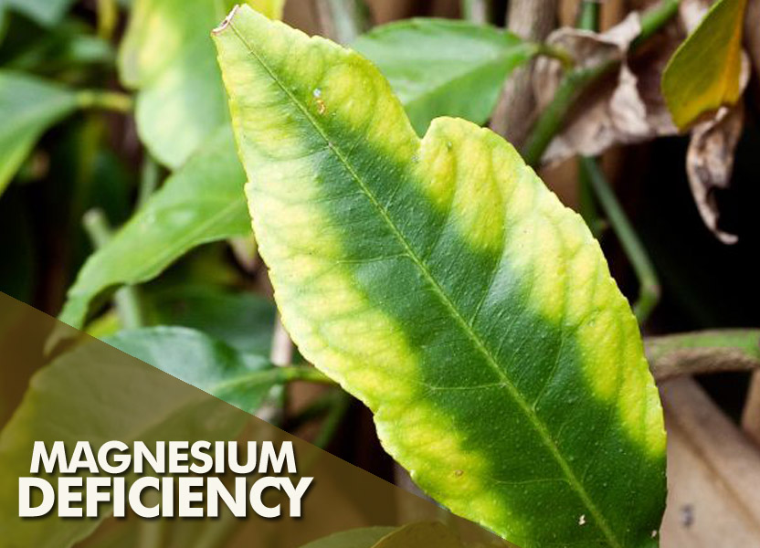 Magnesium Deficiency