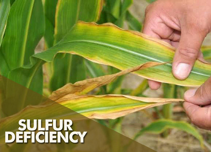 Sulfur Deficiency